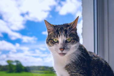 House Cat Eyes Royalty-Free Stock Photo